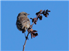 Stonechat