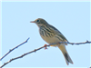 Meadow Pipit