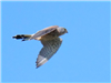 Kestrel