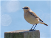 Wheatear