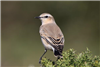 Wheatear