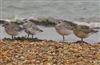 Grey Plover