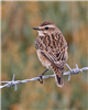 Whinchat