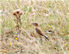 Wheatear