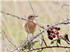 Wheatear