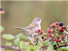 Whitethroat