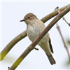 Spotted Flycatcher