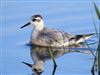 Grey Phalarope