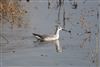 Wilson's Phalarope