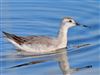 Wilson's Phalarope