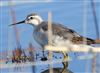 Wilson's Phalarope