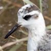 Grey Phalarope