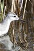 Wilson's Phalarope