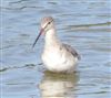 Spotted Redshank