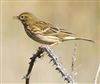 Meadow Pipit