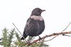 Ring Ouzel