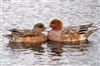 Wigeon