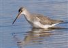 Spotted Redshank