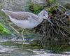 Greenshank