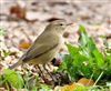 Chiffchaff