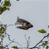 Lesser Redpoll