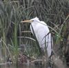 Great White Egret