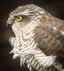 Sparrowhawk