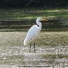 Great White Egret