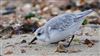 Sanderling