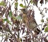 Fieldfare