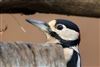 Great Spotted Woodpecker