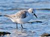 Sanderling