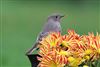 Black Redstart