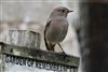 Black Redstart