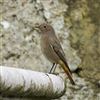 Black Redstart