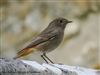 Black Redstart