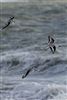 Sanderling