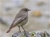 Black Redstart