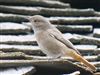 Black Redstart