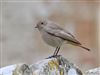 Black Redstart