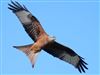 Red Kite