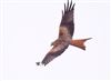 Red Kite