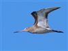 Black-tailed Godwit