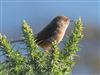 Dartford Warbler