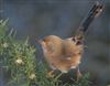 Dartford Warbler