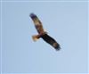 Marsh Harrier