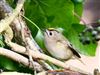 Goldcrest