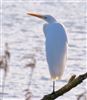 Great White Egret