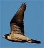 Peregrine