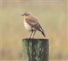 Wheatear